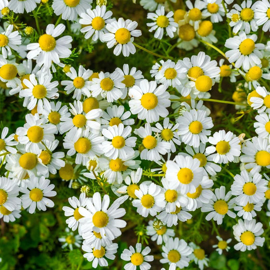 Roman Chamomile Essential Oil