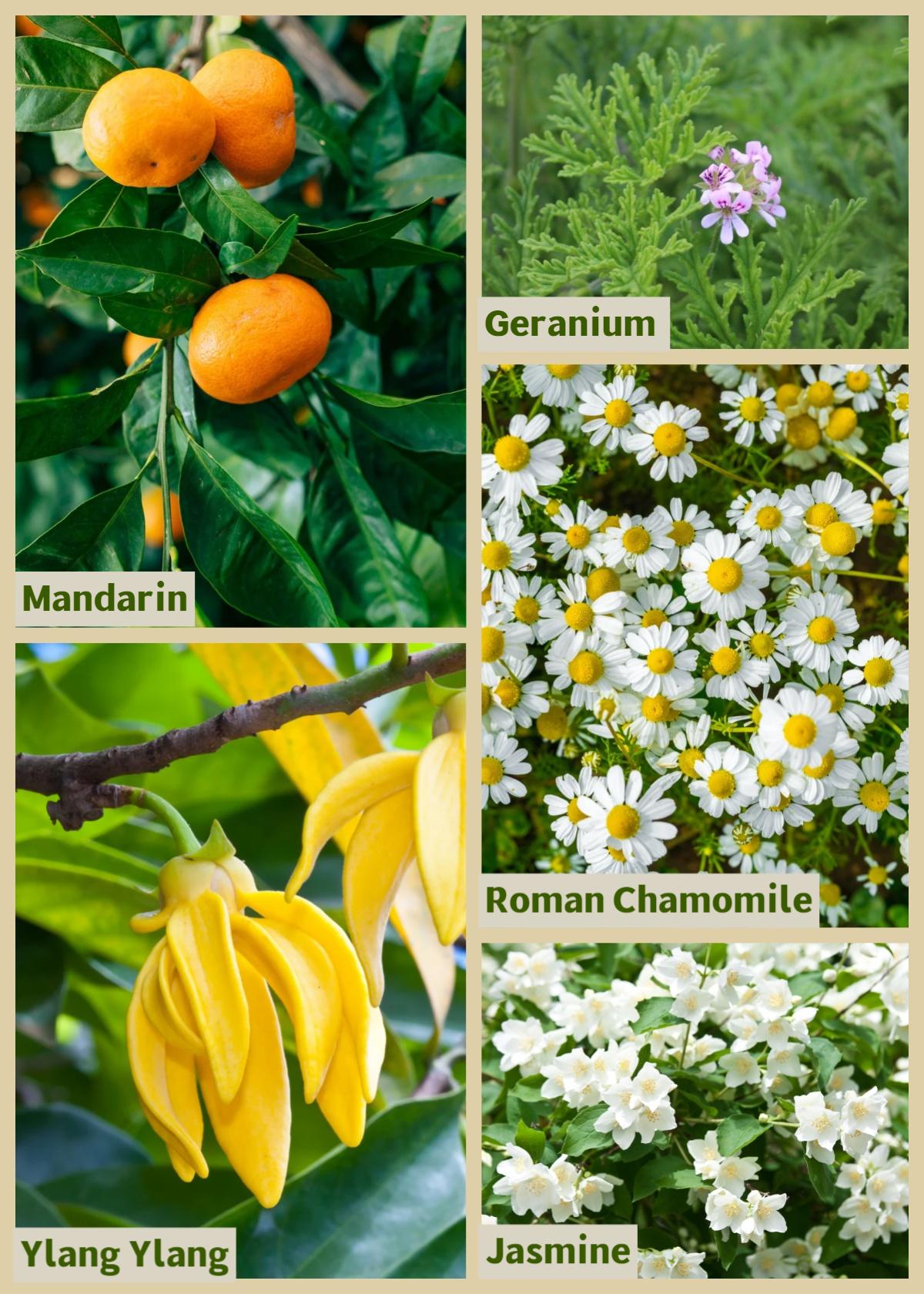 I FEEL Sacral Chakra Essential Oil Blend