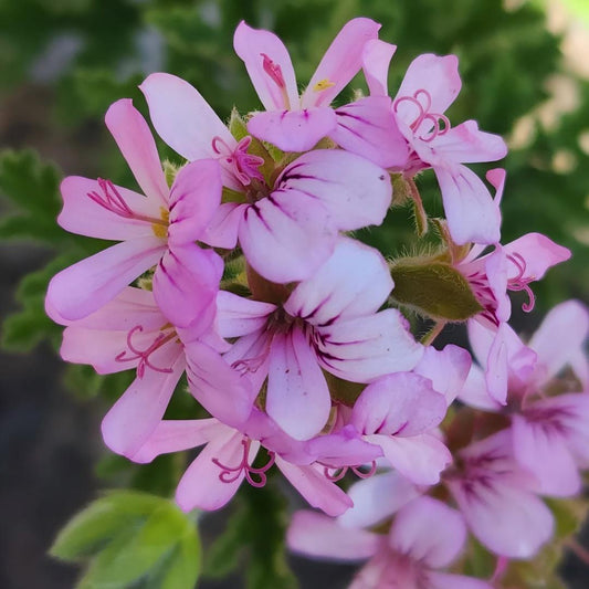 Bourbon Geranium Essential Oil