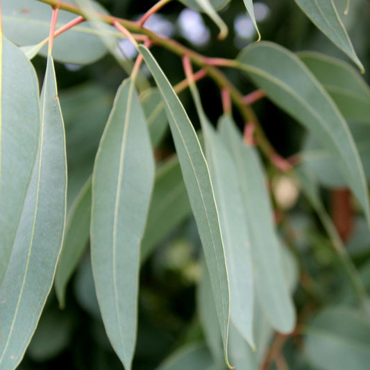 Blue Gum Eucalyptus Essential Oil