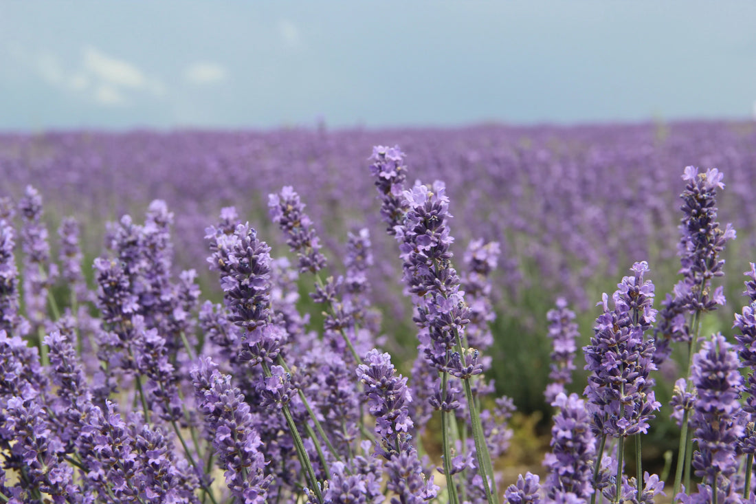 Where to Put Lavender Oil for Sleep: Pillow, Diffuser, Skin or Bedside?