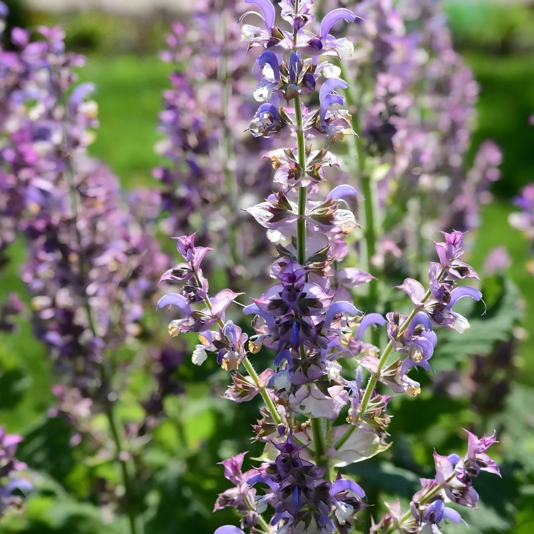 Clary Sage Essential Oil