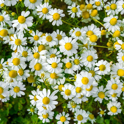 Roman Chamomile Essential Oil