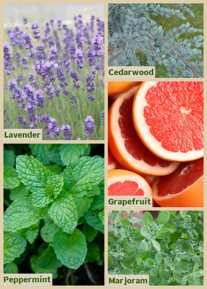 I TALK Throat Chakra Essential Oil Blend