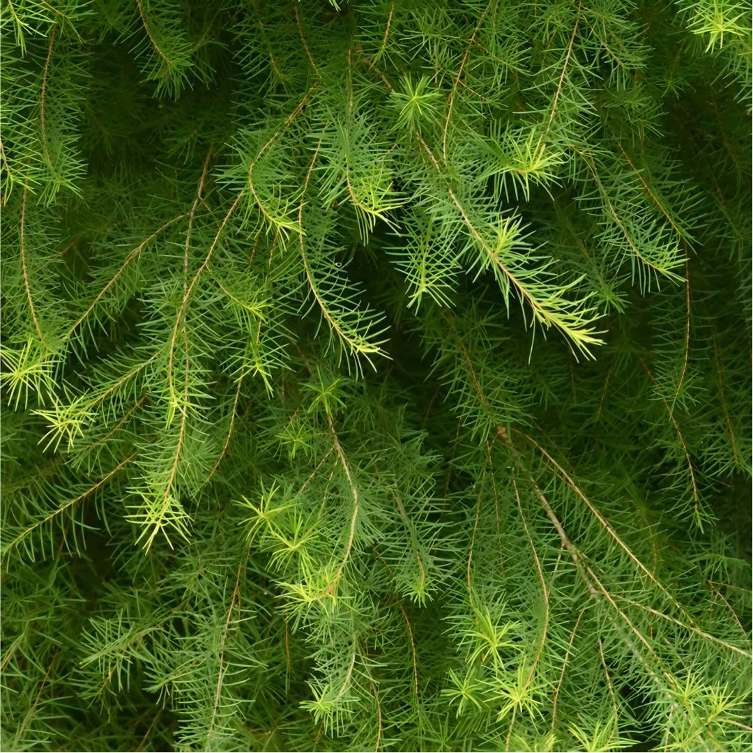 Tea Tree Essential Oil