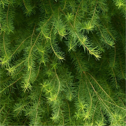 Tea Tree Essential Oil