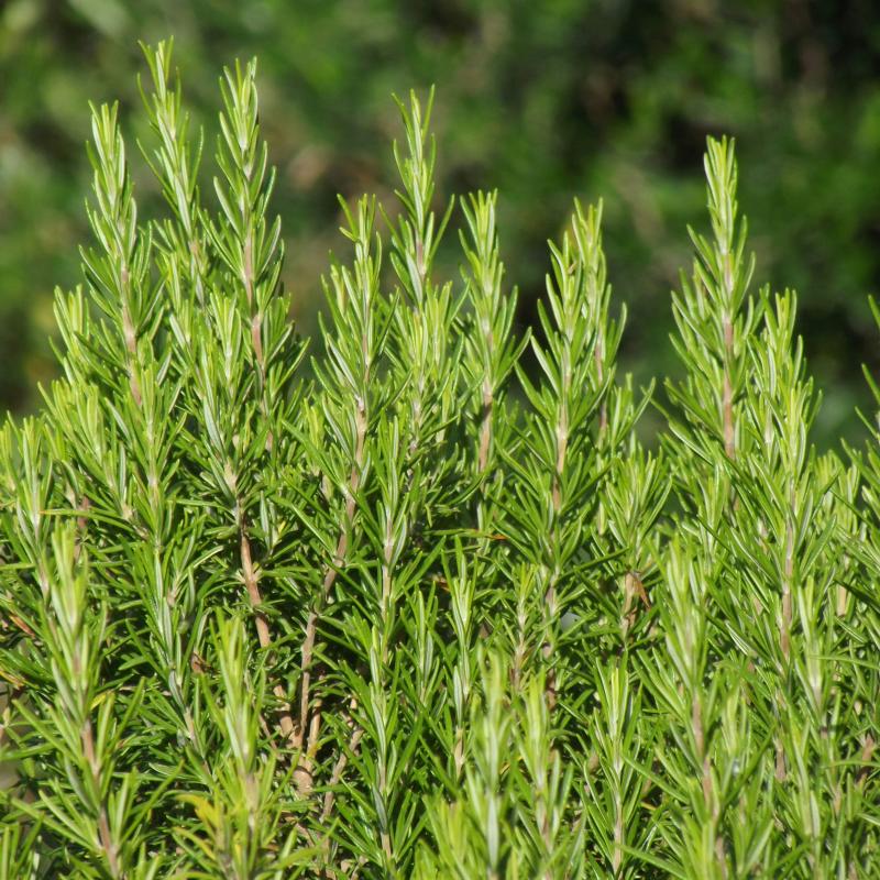 Rosemary Essential Oil