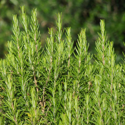 Rosemary Essential Oil