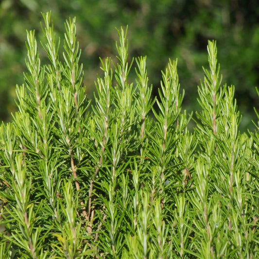 Rosemary Essential Oil
