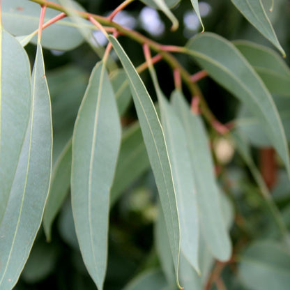 Blue Gum Eucalyptus Essential Oil